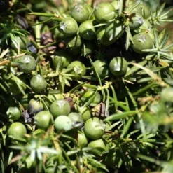 Jeneverbessen Heel kiemarm Biologisch
