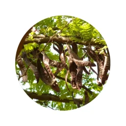 Johannesbroodpitmeel Biologisch
