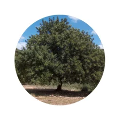 Johannesbroodpitmeel Biologisch