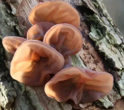 Judasoor Paddenstoel Poeder Auricularia judae Biologisch