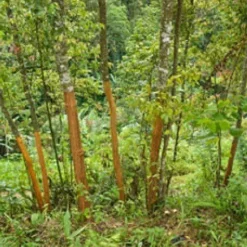 Kaneel Stangen 7 cm Cassia Biologisch