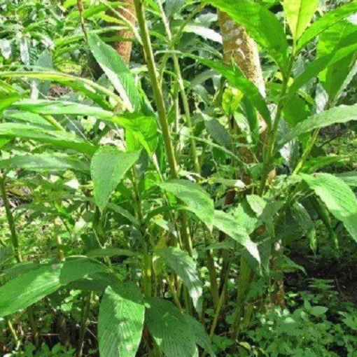 Kardemom in schil Heel Biologisch