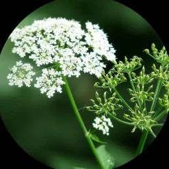 Karwij Poeder kiemarm Biologisch