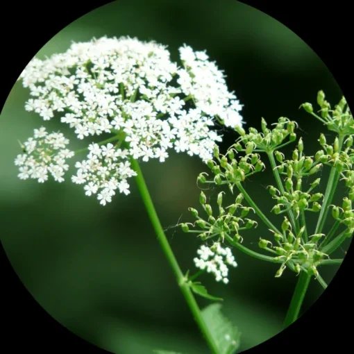 Karwij Poeder kiemarm Biologisch