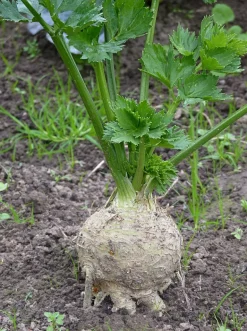 Knolselderij Poeder Biologisch