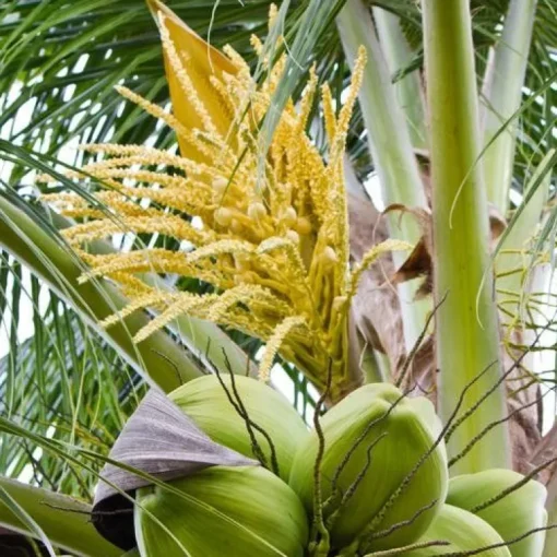 Kokosbloesemsuiker Biologisch