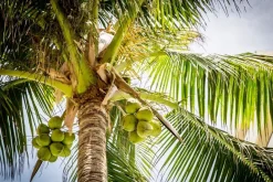 Kokosnoot chips half geroosterd Biologisch