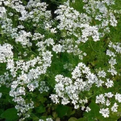 Koriander Heel kiemarm Biologisch