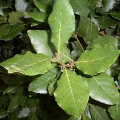 Laurierblad Heel Biologisch