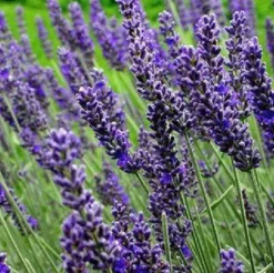 Lavendelbloesem Biologisch