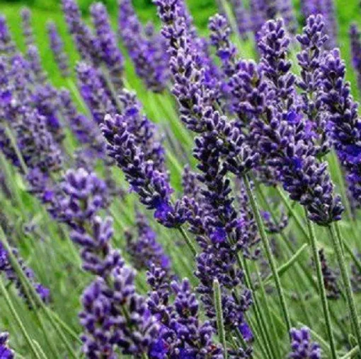 Lavendelbloesem Biologisch