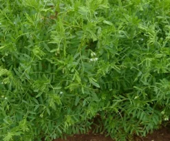 Linzen Groen Laird Biologisch