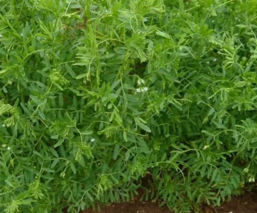 Linzen Groen Laird Biologisch
