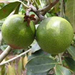 Lucuma Poeder Biologisch