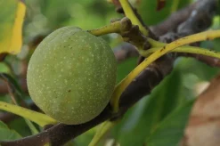 Macadamia noten Raw Biologisch