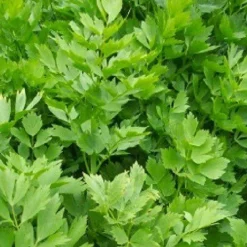 Maggikruidblad Lavas Gesneden Biologisch