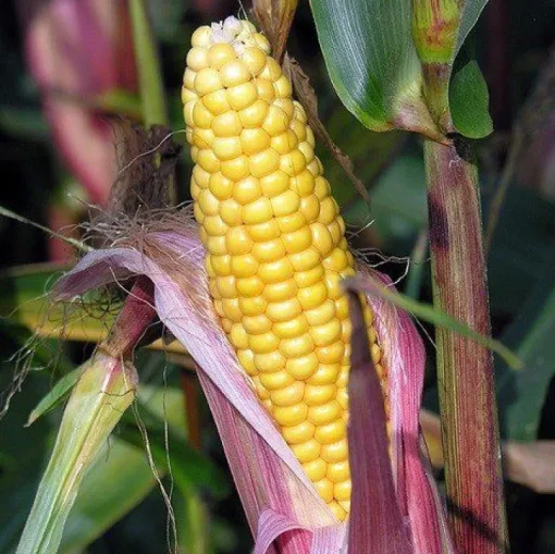 Maismeel Biologisch
