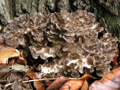 Maitake Paddenstoel Poeder Biologisch