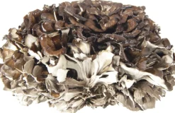 Maitake Paddenstoel Poeder Biologisch