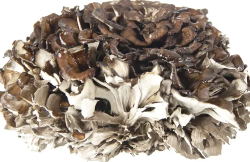 Maitake Paddenstoel Poeder Biologisch