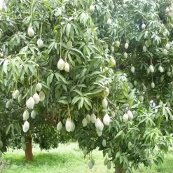 Mango Slices Gedroogd Biologisch