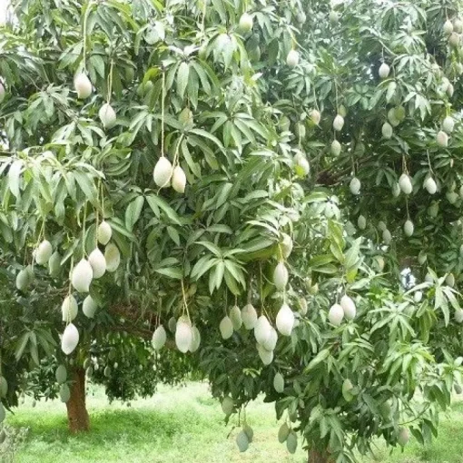 Mango Slices Gedroogd Biologisch