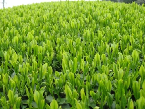 Matcha Poeder Biologisch