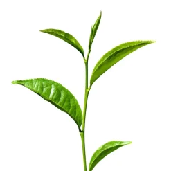 Matcha Poeder Ceremony Biologisch