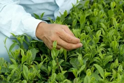 Matcha Poeder Ceremony Biologisch