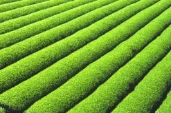 Matcha Poeder Ceremony Biologisch