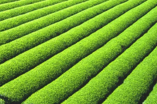 Matcha Poeder Ceremony Biologisch