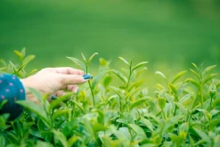 Matcha Poeder Premium Biologisch