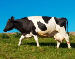 Melksuiker Biologisch