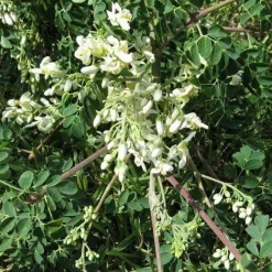 Moringa Poeder Biologisch