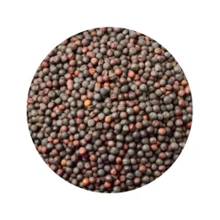 Mosterdzaad Heel Bruin Sarepta Brassica Juncea Biologisch