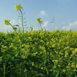 Mosterdzaad Heel Geel Sinapis Alba kiemarm Biologisch