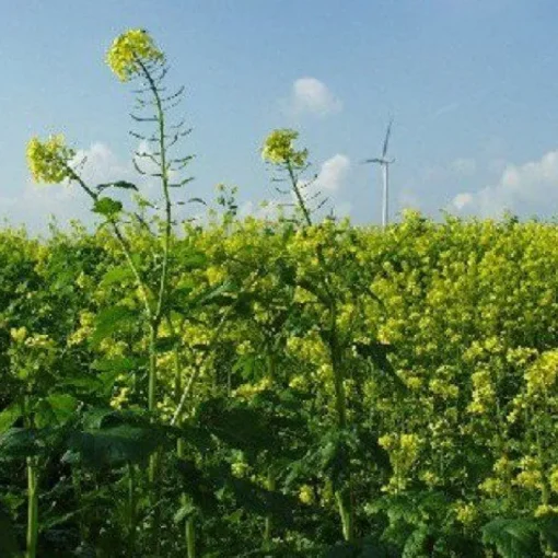 Mosterdzaad Heel Geel Sinapis Alba kiemarm Biologisch