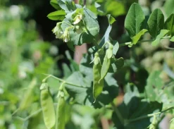 Mungbonen Heel Biologisch