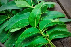 Neem Poeder Biologisch