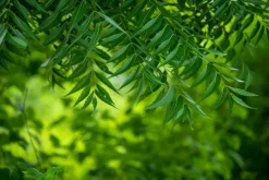 Neem Poeder Biologisch