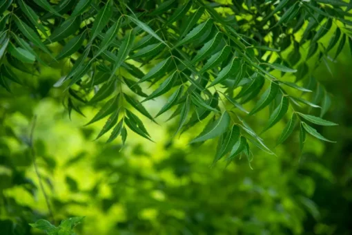 Neem Poeder Biologisch