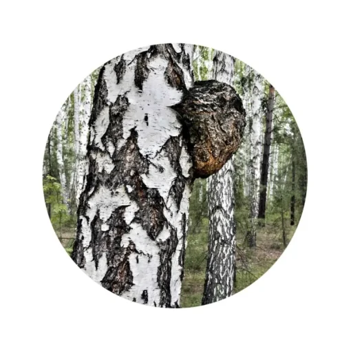 Nutrikraft - Chaga Capsules Biologisch