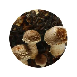 Nutrikraft - Shiitake Capsules Biologisch