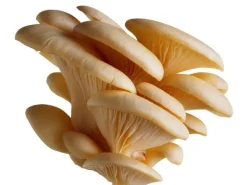 Oesterzwam Poeder Pleurotus ostreatus Biologisch
