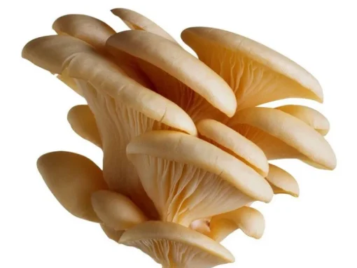 Oesterzwam Poeder Pleurotus ostreatus Biologisch