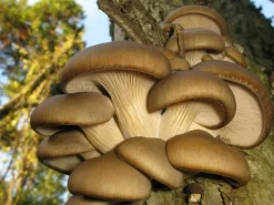 Oesterzwam Poeder Pleurotus ostreatus Biologisch