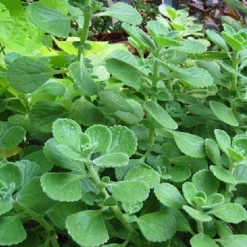 Oregano Poeder kiemarm Biologisch