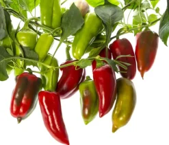 Paprika Poeder Gerookt Biologisch