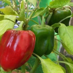 Paprika Vlokken Groen 9 mm BIO