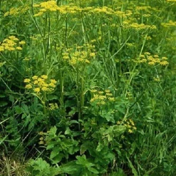 Pastinaak Granulaat 1-3 mm Biologisch